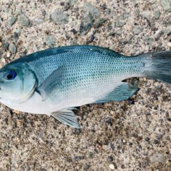 紀州釣り