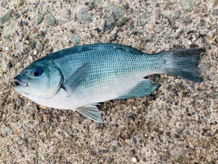 紀州釣り