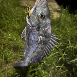 大分川　釣行