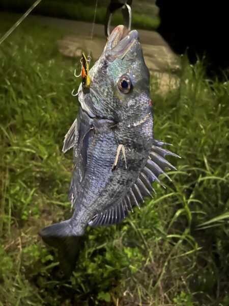 大分川　釣行