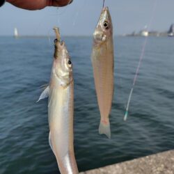 播磨新島のキス釣査５
