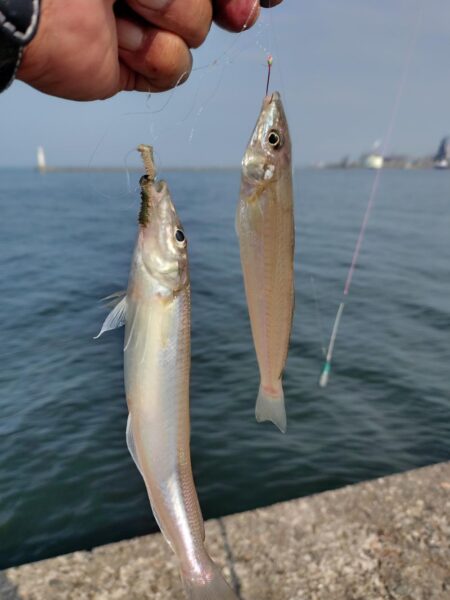 播磨新島のキス釣査５