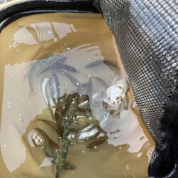 雨が降る前にカラバリとサビキ