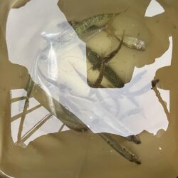 雨のあいまにサビキ