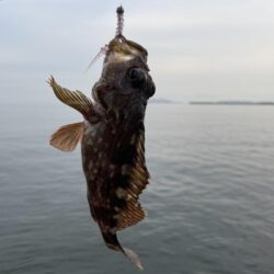 雨降ってなく急遽釣行