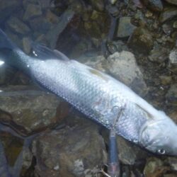 7月20日　一庫ダム釣行