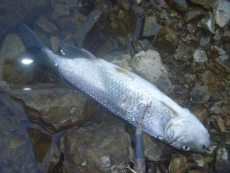 7月20日　一庫ダム釣行