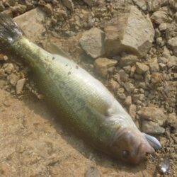 一庫ダム釣行　7月21日
