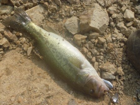 一庫ダム釣行　7月21日