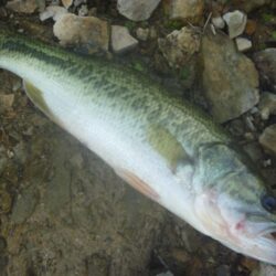 一庫ダム釣行　7月22日