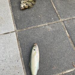 ライトカゴ釣りで