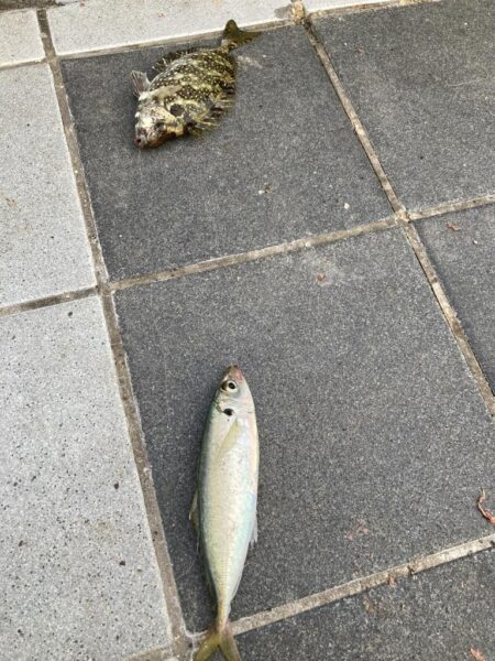 ライトカゴ釣りで