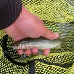 県北アユイング短時間釣行(2)