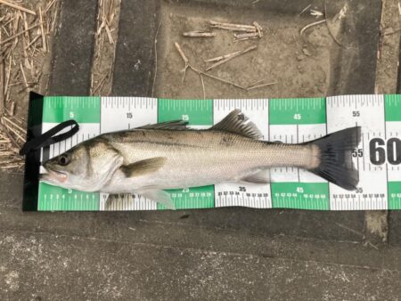 古アブで楽しむトップウォーターシーバス(いわき市)