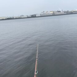 タコ