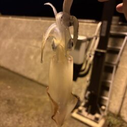 アジ探しが転じてイカ釣査