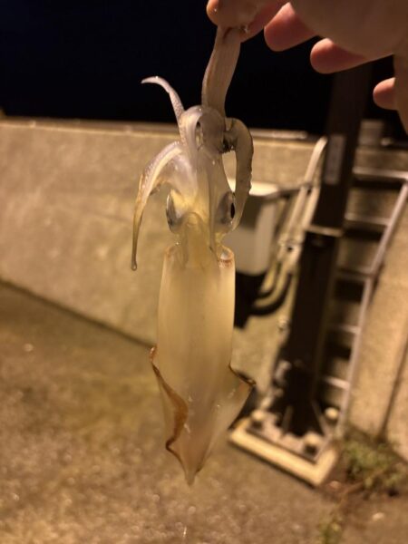 アジ探しが転じてイカ釣査