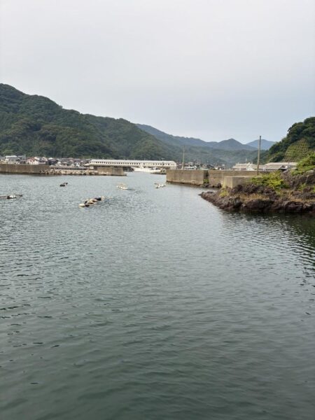 尺アジ探し