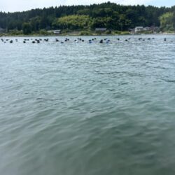 穴水町フカセチヌ釣り