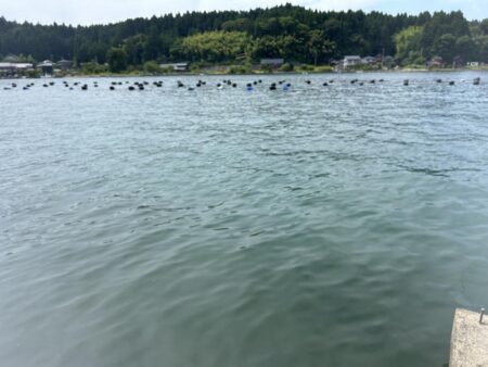 穴水町フカセチヌ釣り