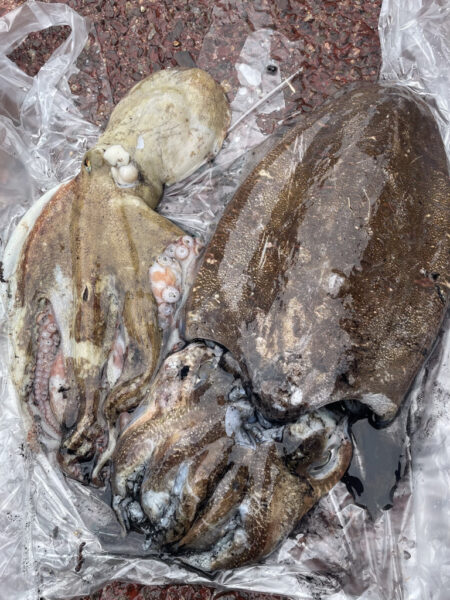 人生初釣果‼️ 体験?