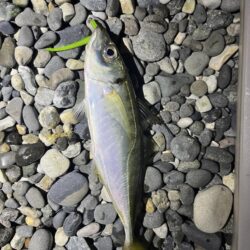 アジはまだ釣れるのか