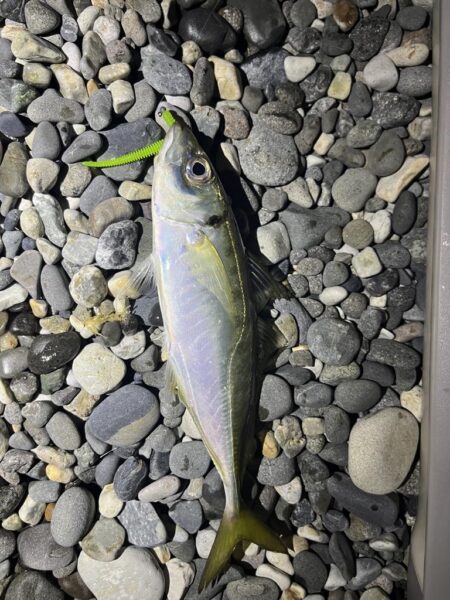 アジはまだ釣れるのか