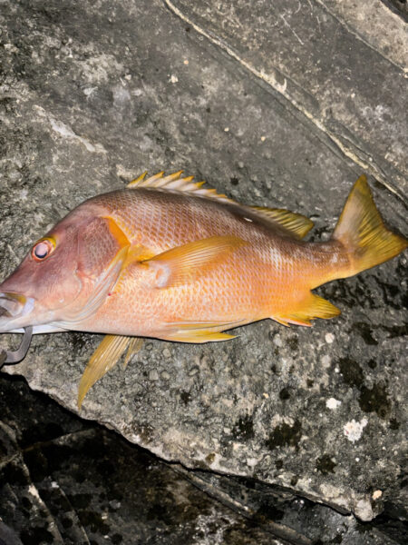 夜釣り