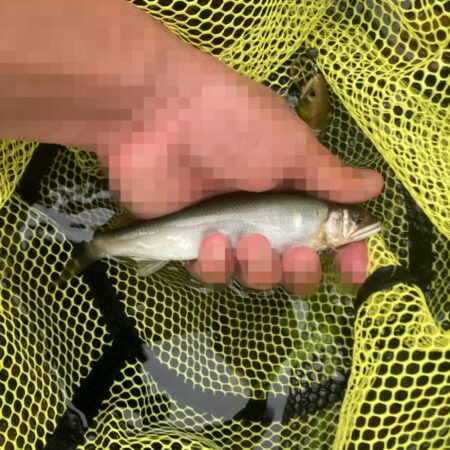 県北アユイング〜短時間釣行〜