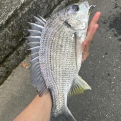 浦上川釣行