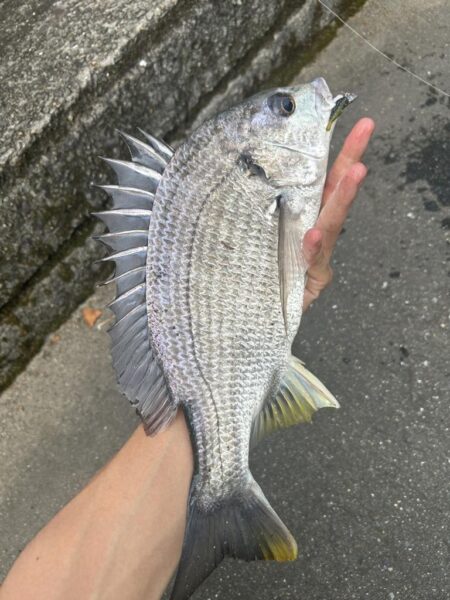浦上川釣行