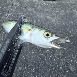 お久しぶり