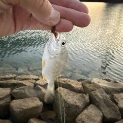 シロギス釣り