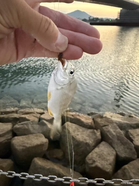 シロギス釣り