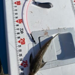 久々の釣り場でシロギスポロリ