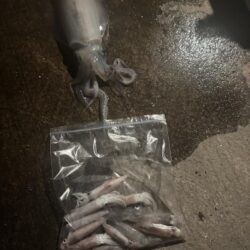 ヒイカ釣りなんだけど