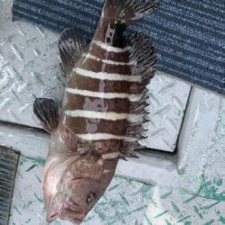 銚子沖、イワシ泳がせ