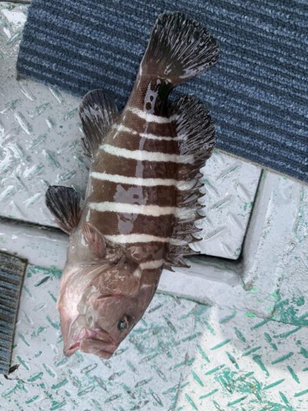 銚子沖、イワシ泳がせ