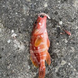 カツオ入ってきた!