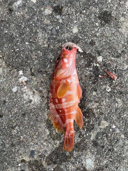 カツオ入ってきた！