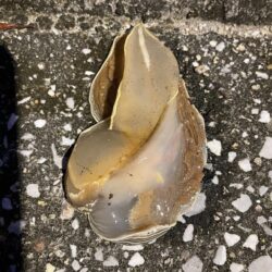 初　お目見え
