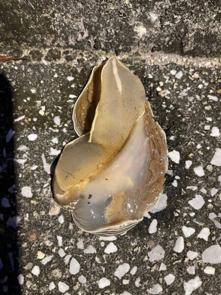初　お目見え