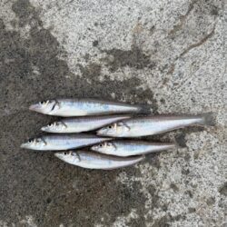 夏の漁港釣り