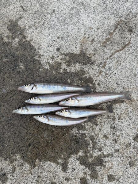 夏の漁港釣り