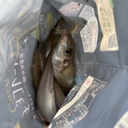 キス釣り