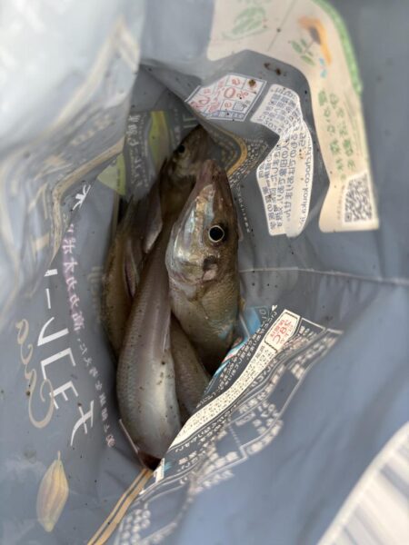 キス釣り