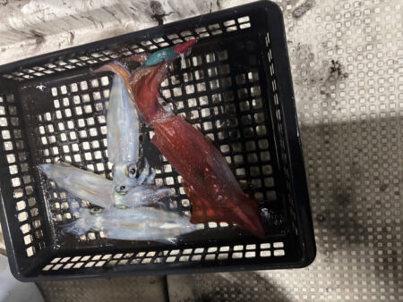 賀露沖爆釣情報に乗れず・・・