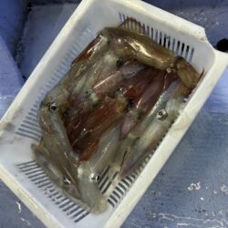 シロイカ釣り｜久幸丸の深夜便で竿頭ゲット