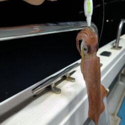 イカメタルで数釣り