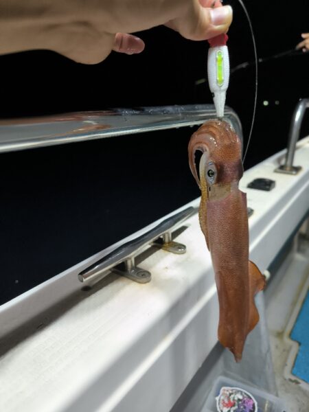 イカメタルで数釣り